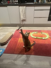 Rodents and Risk Assessments - the Excellent Cats applaud Gizmo's recent achievements