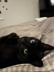 Rodents and Risk Assessments - the Excellent Cats applaud Gizmo's recent achievements