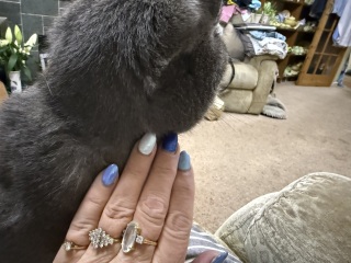 Rodents and Risk Assessments - the Excellent Cats applaud Gizmo's recent achievements