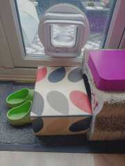 How long did your cat take to understand a cat flap, and any tips?