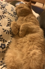 “Orange cats are crazy”