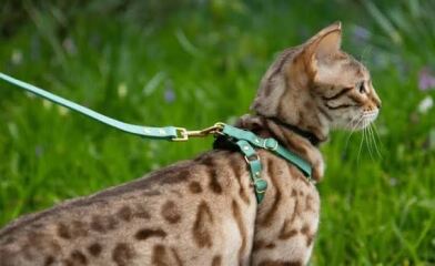 AIBU to think cats should not roam unsupervised like dogs?