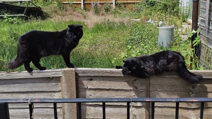 Cats are the best thing in the world
