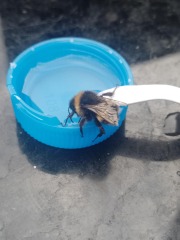 To celebrate the wasps have returned 👏