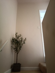 What could I put above an olive tree on the stairs?