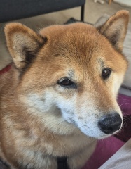 International Dog Day thread for sharing pictures of our dogs