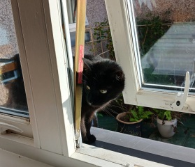 Rodents and Risk Assessments - the Excellent Cats applaud Gizmo's recent achievements