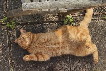“Orange cats are crazy”