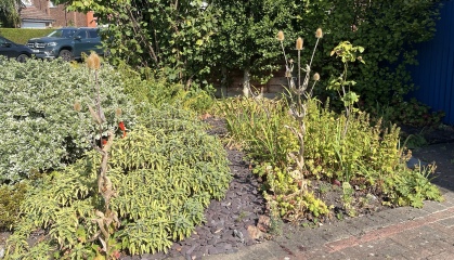 Best drought resistant plants/flowers/shrubs
