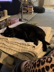 Rodents and Risk Assessments - the Excellent Cats applaud Gizmo's recent achievements
