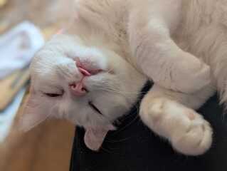 Rodents and Risk Assessments - the Excellent Cats applaud Gizmo's recent achievements