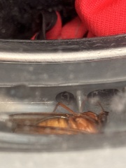 Bug found in washing machine door after wash, what could it be?