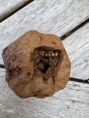 Is this a fossil?