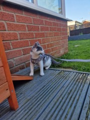 AIBU to think cats should not roam unsupervised like dogs?