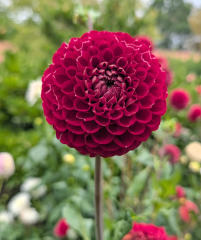 The Year Round Nigel Slater Discussion Thread - Part 5