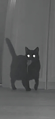I have a trans cat