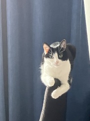 Reactive Cat