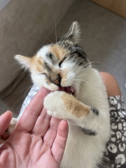 New tiny kitten
