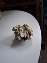 Found a strange bone-like thing in the garden, any ideas?