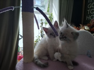 Can I show you my kittens?