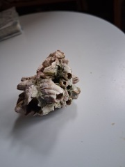Found a strange bone-like thing in the garden, any ideas?