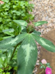Can anyone identify this plant growing between my herbs?