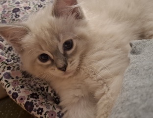 Can I show you my kittens?