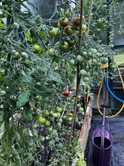 Tomatoes