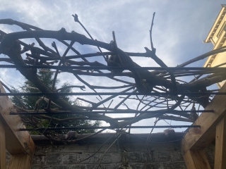 Pruning and deadheading