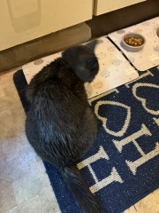 Rodents and Risk Assessments - the Excellent Cats applaud Gizmo's recent achievements