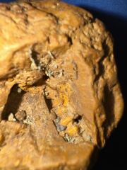Is this a fossil?