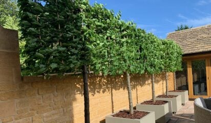 Adding trellis to stop neighbour intrusion