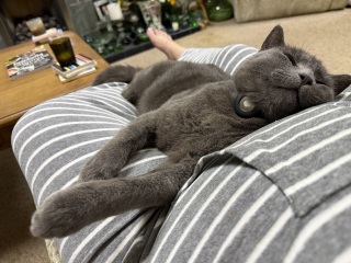 Rodents and Risk Assessments - the Excellent Cats applaud Gizmo's recent achievements