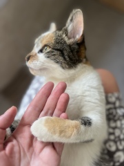 New tiny kitten