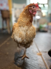 Indoor chicken anything that can be done for poor feather condition