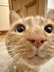 “Orange cats are crazy”