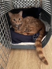 Struggling with grief after losing our much loved cat so suddenly