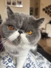 Pampered, Persian, Princess Penelope