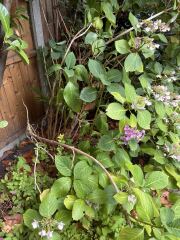 Hydrangea - what would you do?