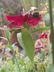 To celebrate the wasps have returned 👏