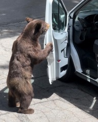 Which animal would you introduce to the UK?