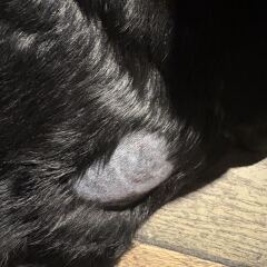 Dog with suspected grass seed in paw, likely recovery time?