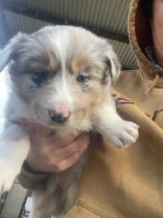 Puppy survival tips for bringing home a female Border Collie