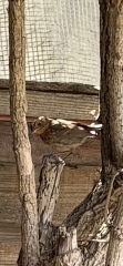 Robin or sparrow? Or neither?
