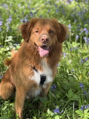 Suggest me a (probably) gundog breed!