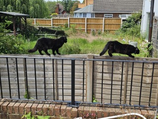 AIBU to think cats should not roam unsupervised like dogs?