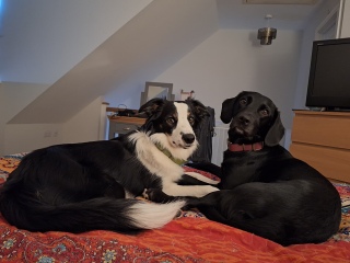 Suggest me a (probably) gundog breed!