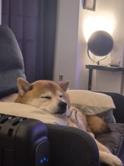 International Dog Day thread for sharing pictures of our dogs