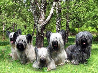 Vulnerable Dog Breeds UK - do you have one?