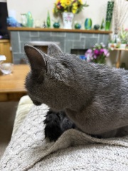 Rodents and Risk Assessments - the Excellent Cats applaud Gizmo's recent achievements